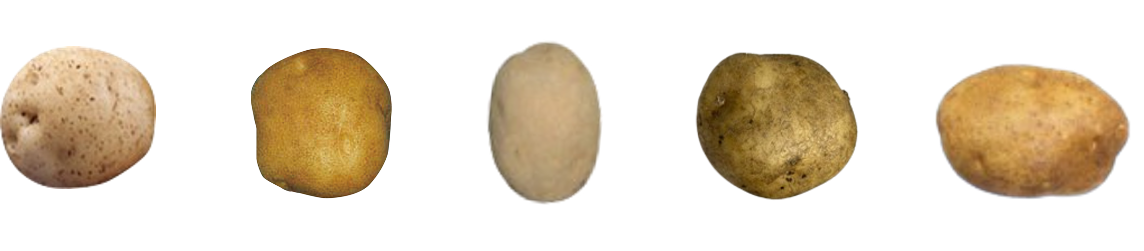 種類2.png