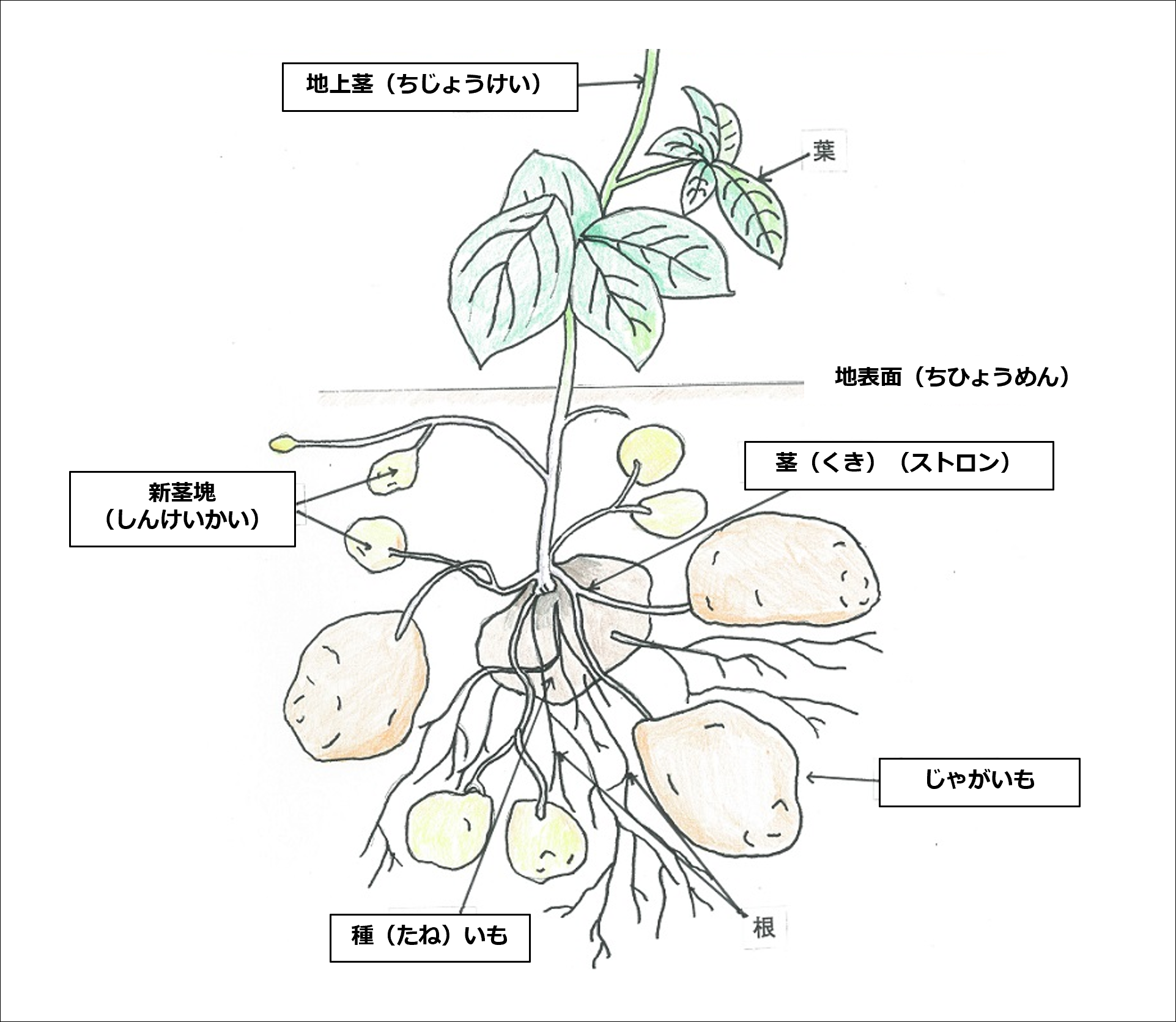 ストロン絵画.png