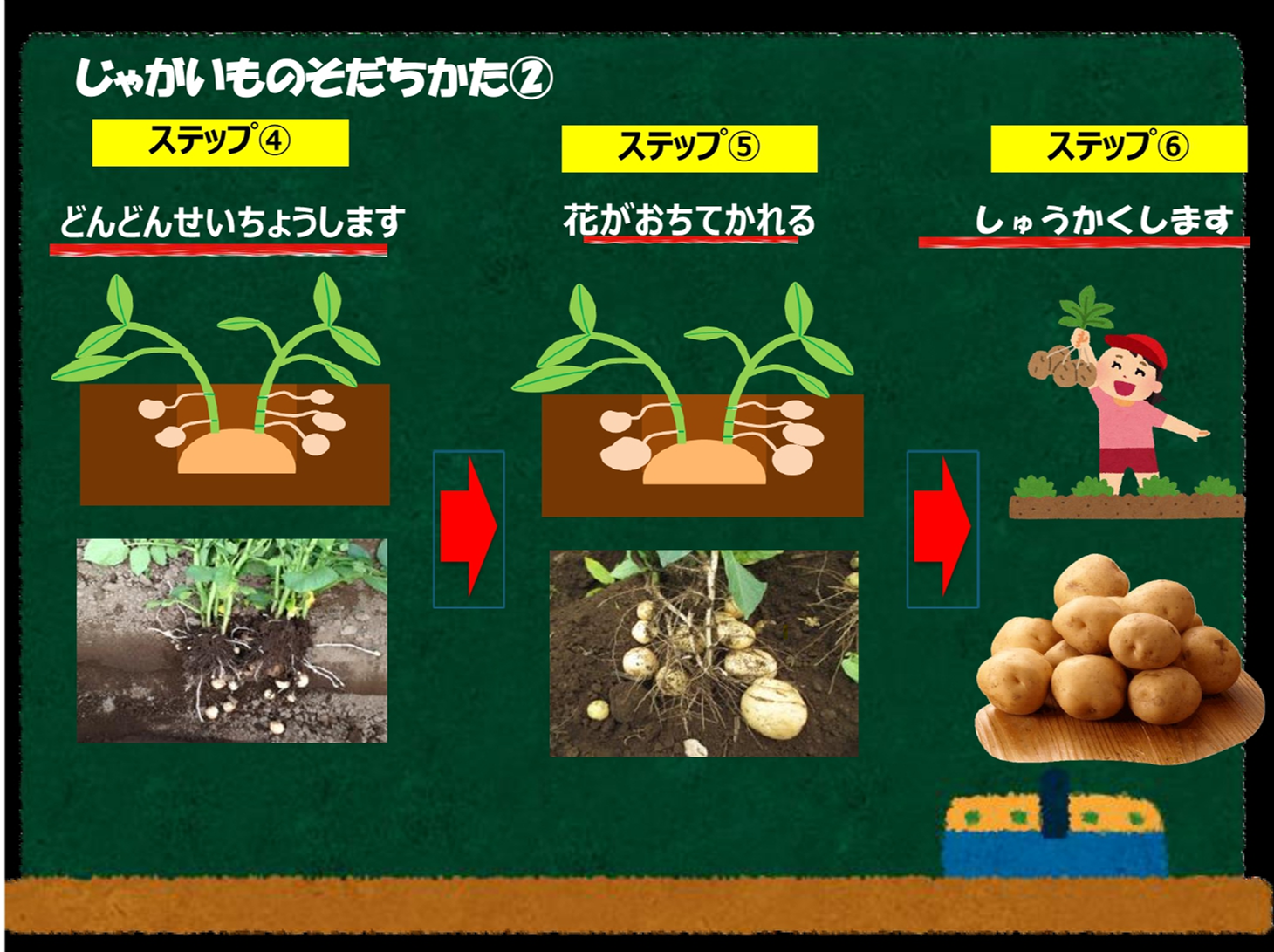 育ち方3.png