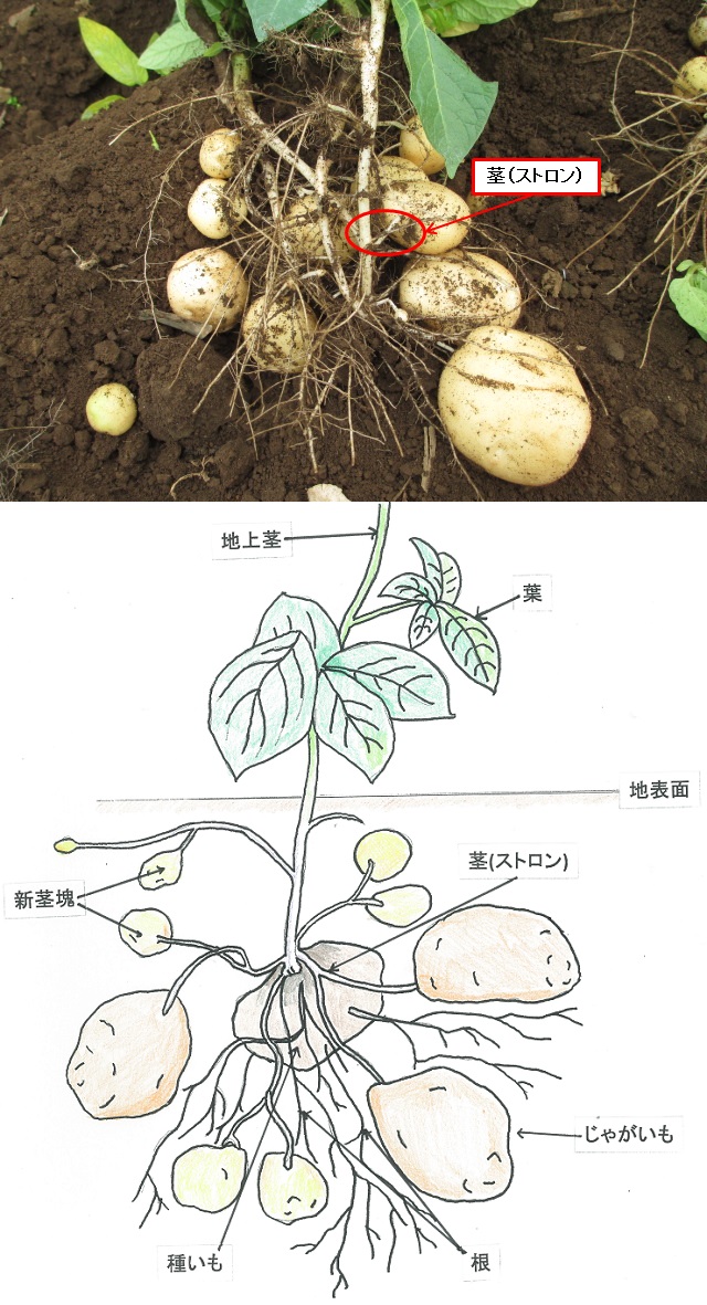 製品に白っぽい透明な繊維状のヒモのようなものが お客様センター 株式会社湖池屋